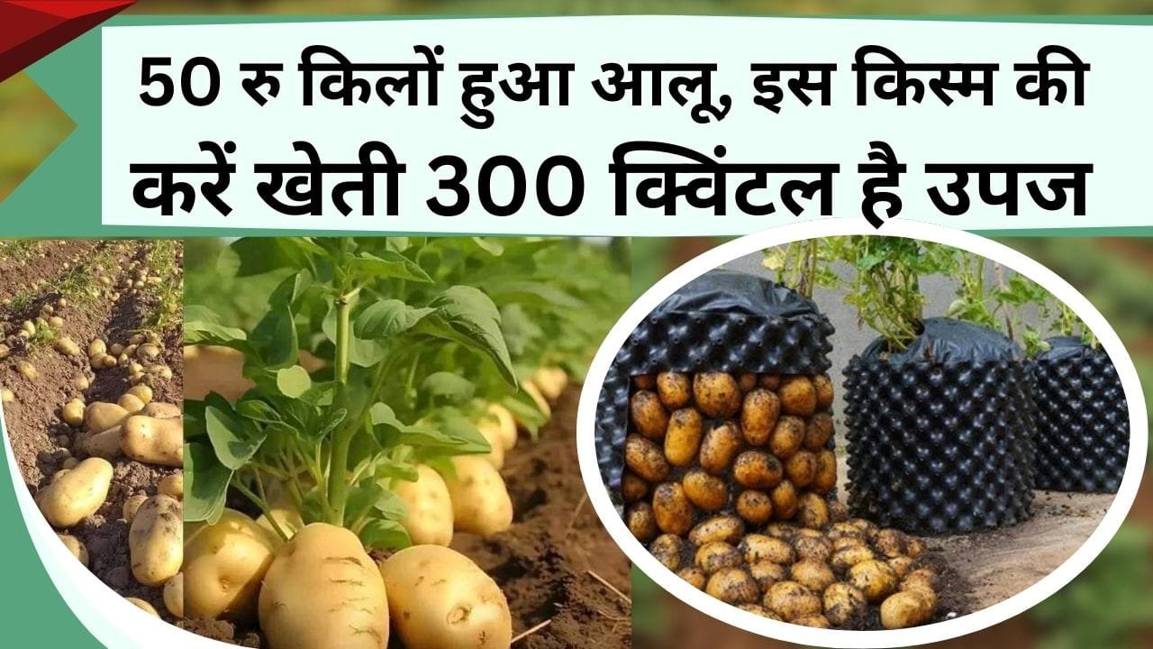 50 रु किलों हुआ आलू, इस किस्म की करें खेती 300 क्विंटल उपज से हो जाएंगे मालामाल