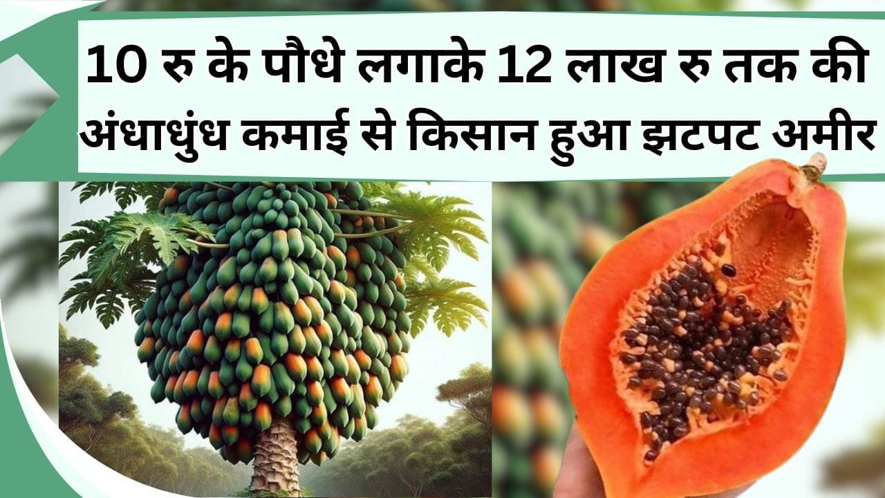 एक बार 10 रु के पौधे लगाके 12 लाख रु तक की अंधाधुंध कमाई से किसान हुआ झटपट अमीर, जानिये इस फल की खेती के बारें में पूरी जानकारी