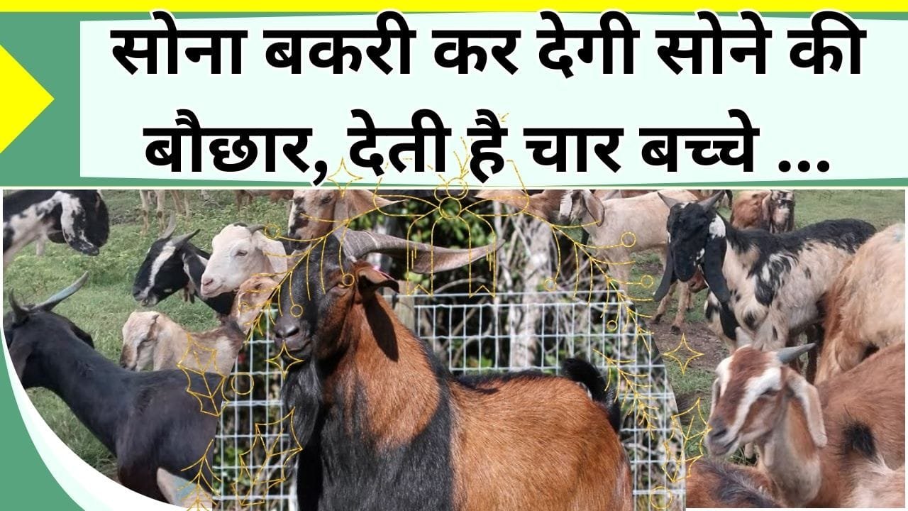सोना बकरी कर देगी सोने की बौछार, देती है चार बच्चे, सबसे स्वादिष्ट है इसका मांस, अन्य से 200 रु महंगा जाता है