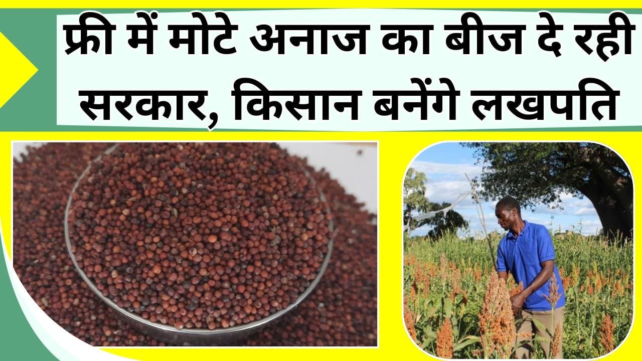 फ्री में मोटे अनाज का बीज दे रही सरकार, किसान बनेंगे लखपति, जानिये क्या है सरकार का प्लान कैसे मिलेगा लाभ
