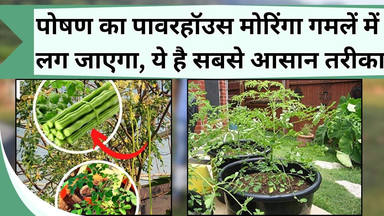 पोषण का पावरहॉउस मोरिंगा गमलें में लग जाएगा, ये है सबसे आसान तरीका, जानिये गमलें में मोरिंगा कैसे लगाएं
