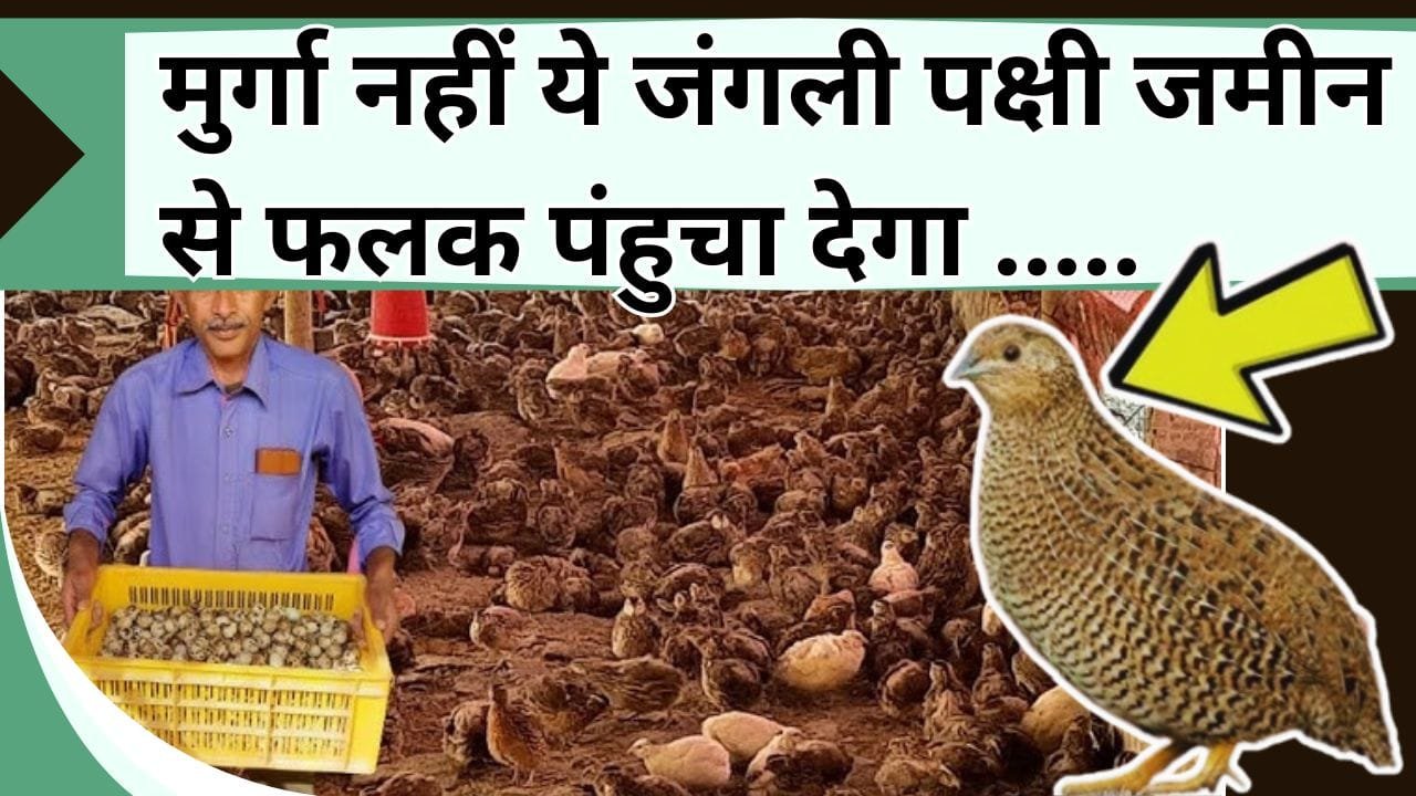 मुर्गा नहीं ये जंगली पक्षी जमीन से फलक पंहुचा देगा, एक महीने में निकल आएगा खर्चा, होगी लाखो में कमाई, जानिये कैसे