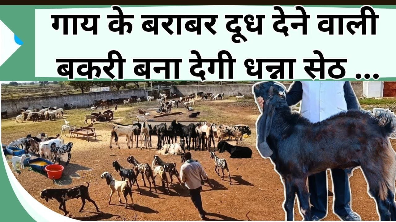 गाय के बराबर दूध देने वाली बकरी बना देगी धन्ना सेठ, तीन तरह के आएंगे इसके ग्राहक, होगा मुनाफा ही मुनाफा