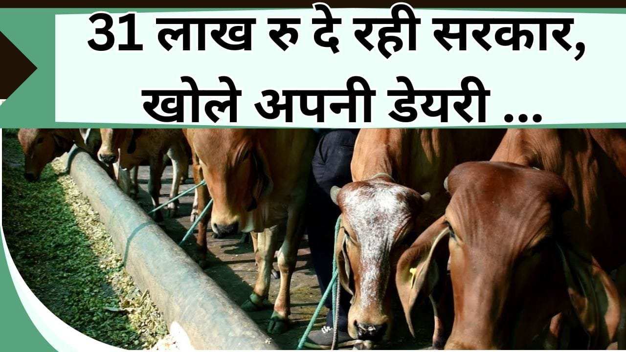 31 लाख रु दे रही सरकार, खोले अपनी डेयरी, उन्नत नस्ल की गाय का पालन करके लाखो में खेले, जानें कौन-सी है योजना
