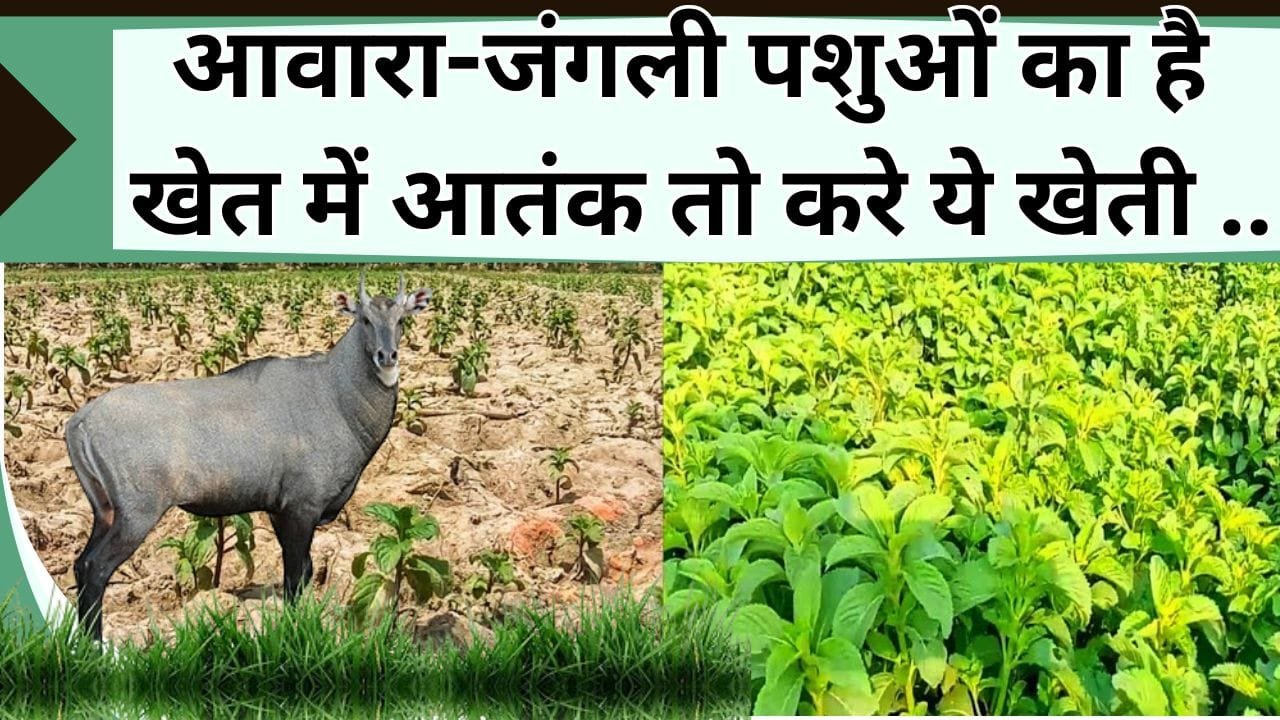आवारा-जंगली पशुओं का है खेत में आतंक तो करे ये खेती, लाखो में होगी आमदनी, पशुओं से नहीं खतरा, जानिये इस फसल की जानकारी