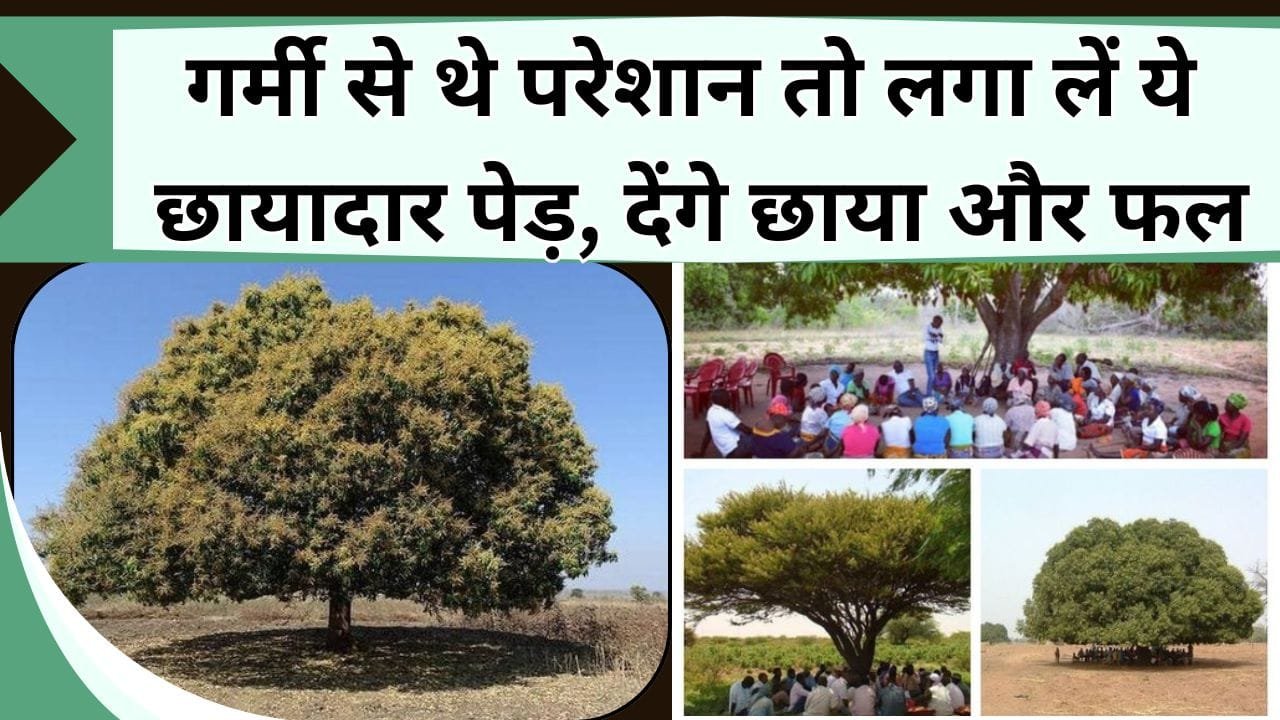 गर्मी से थे परेशान तो लगा लें ये छायादार पेड़, देंगे फल और औषधीय गुणों के लिए है मशहूर, जानें छायादार पेड़ के नाम