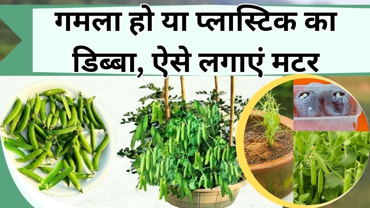 गमला हो या प्लास्टिक का डिब्बा, ऐसे लगाएं मटर, सर्दियों में मिलेगी ताजी सब्जियां, जानें गमले में कैसे लगाएं मटर