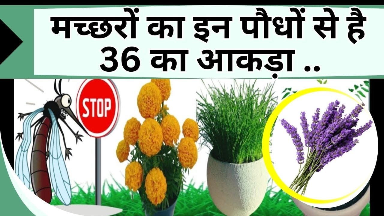 मच्छरों का इन पौधे से है 36 का आकड़ा, मच्छरों से बचना है तो लगाएं ये 5 पौधे, बरसात में नहीं होंगे बीमार, हवा होगी शुद्ध