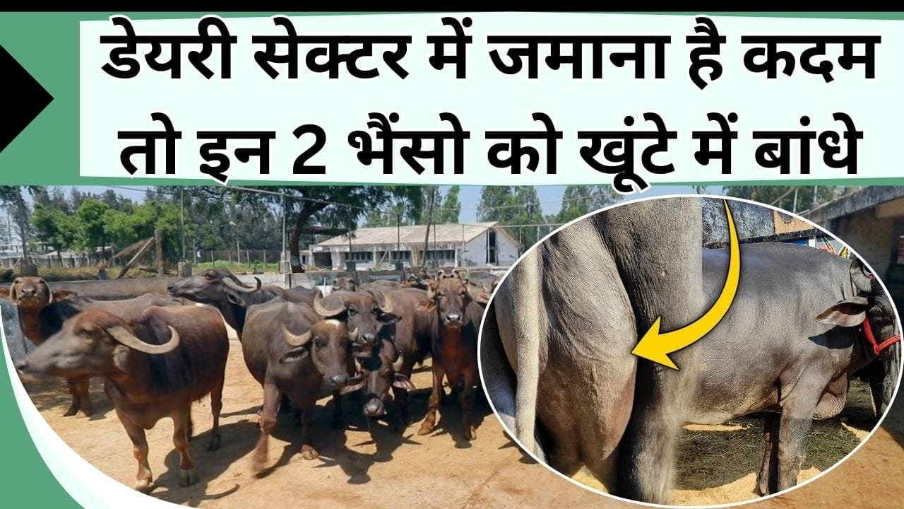 डेयरी सेक्टर में जमाना है कदम तो इन 2 भैंसो को खूंटे में बांधे, थामे नहीं थमेगा पैसा
