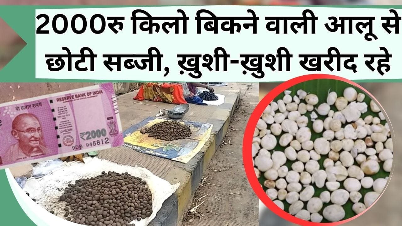 2000 रु किलो बिकने वाली आलू से छोटी सब्जी, ख़ुशी-ख़ुशी खरीदते है लोग, साल में मिलती है एक बार, जानिये कौन-सी है सब्जी