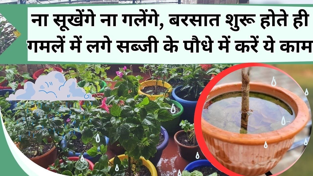 ना सूखेंगे ना गलेंगे, बरसात शुरू होते ही गमलें में लगे सब्जी और फूल के पौधे बचाने के लिए करें ये काम