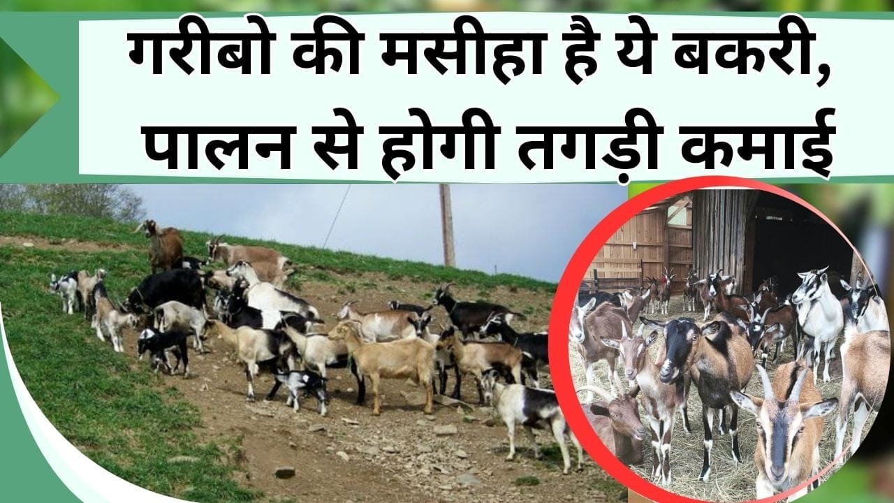 गरीबों की मसीहा है ये बकरी, पालन से होगी खूब कमाई, जानें इस बकरे की खासियत