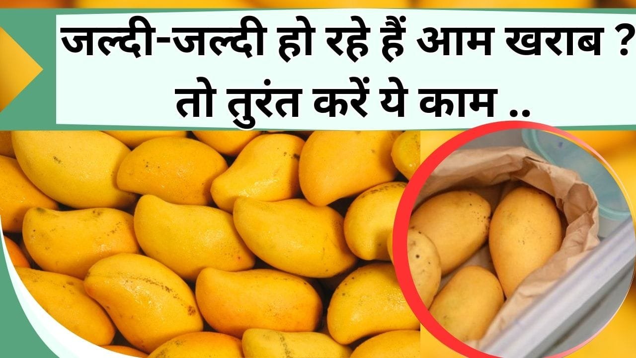 जल्दी-जल्दी हो रहे हैं आम खराब ? तो तुरंत करें ये काम, महीने भर खाने को मिलेंगे ताजा आम