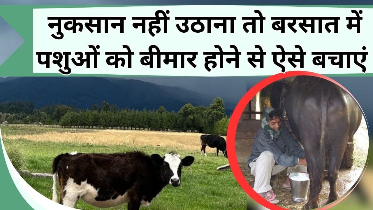 नुकसान नहीं उठाना तो बरसात में पशुओं को बीमार होने से ऐसे बचाएं पशुपालक, बीमारियां पशुओं को छू भी नहीं पाएगी