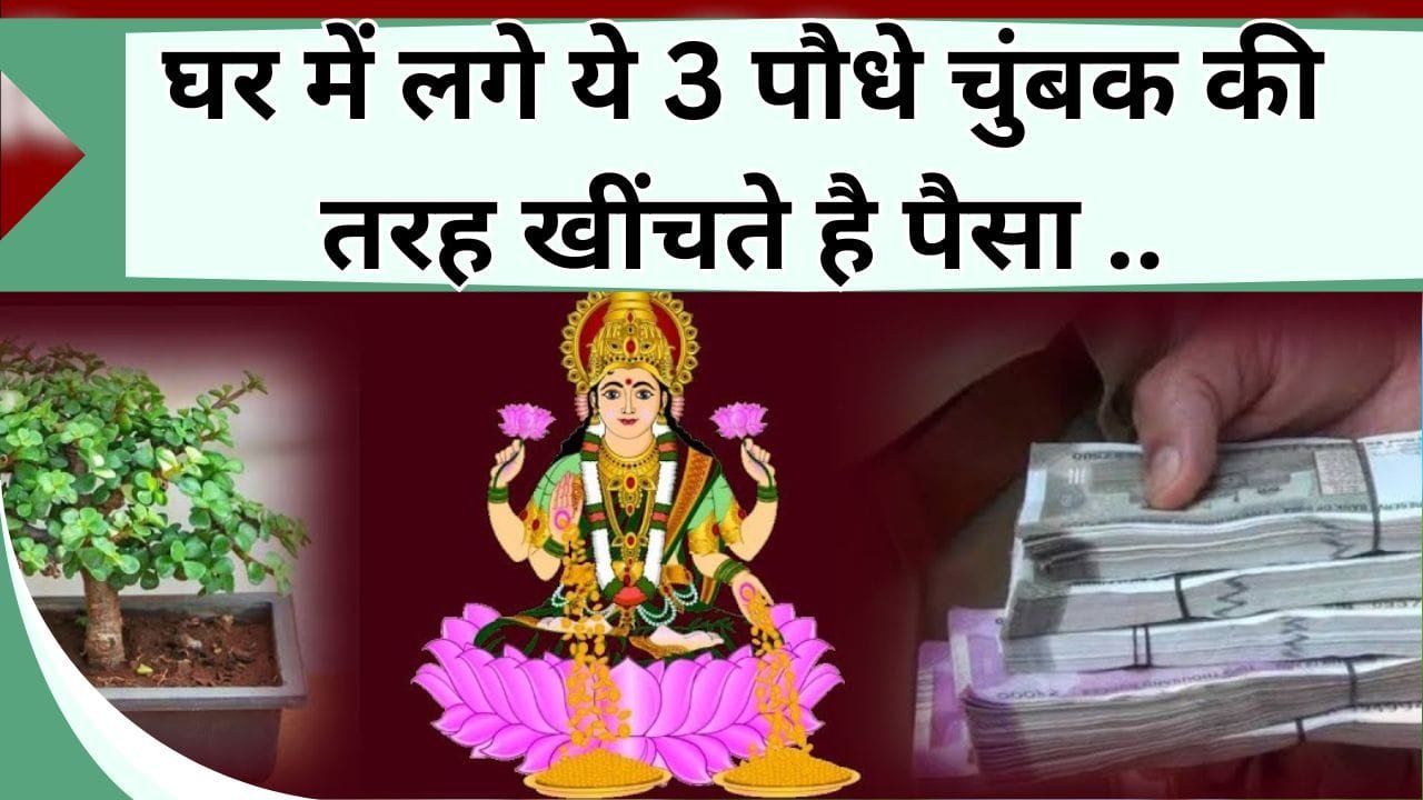 घर में लगे ये 3 पौधे चुंबक की तरह खींचते है पैसा, जानिये इनके नाम और कारण