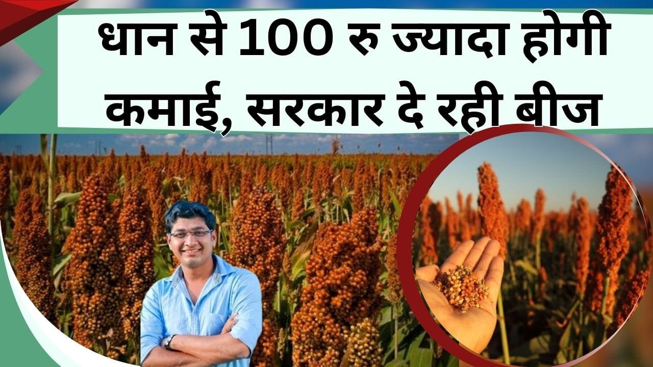धान से 100 रु ज्यादा होगी कमाई, सरकार दे रही बीज, कम पानी में करें खेती, पोषक तत्वों का है खजाना