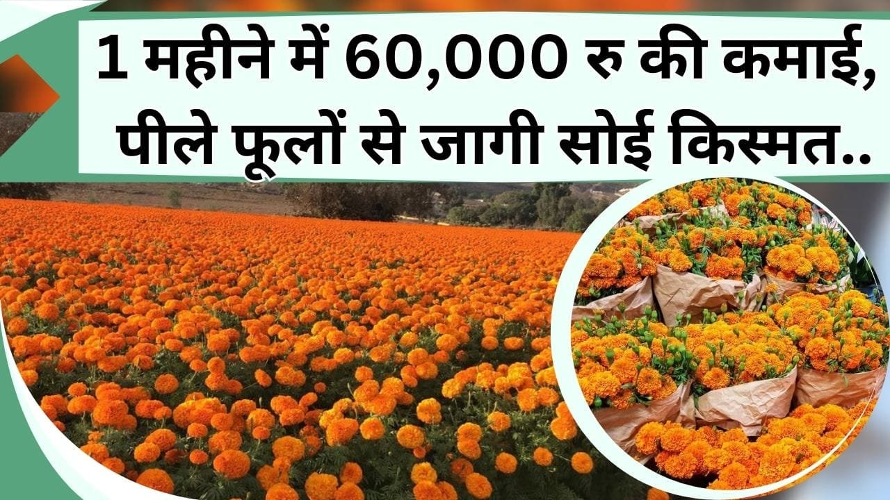 1 महीने में 60 हजार रु कमा के किसान बना धनवान, पीले फूलों की खेती से जागी सोई किस्मत, बता दिया कमाई का तरीका