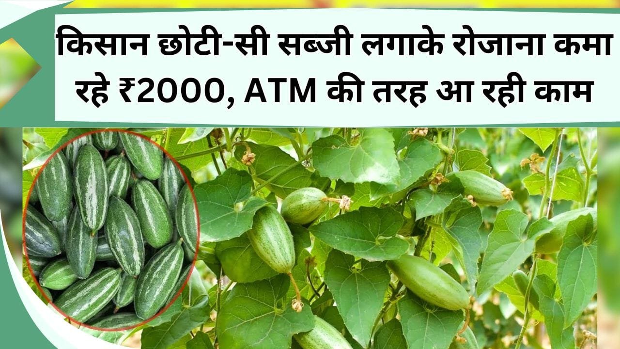 किसान छोटी-सी सब्जी लगाके रोजाना कमा रहे ₹2000, ATM की तरह आ रही काम, जानिये कैसे करें खेती