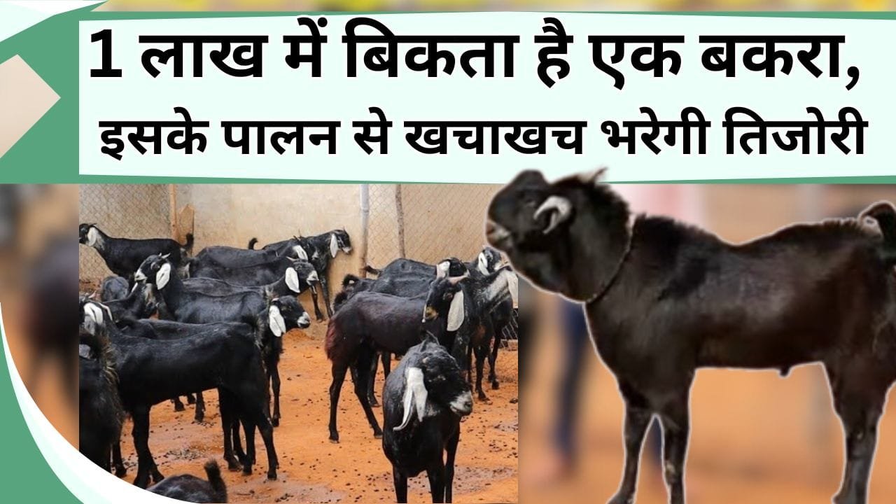 1 लाख में बिकता है एक बकरा, इसके पालन से खचाखच भरेगी तिजोरी, जानिये मुनाफे वाले बकरे की नस्ल की जानकारी