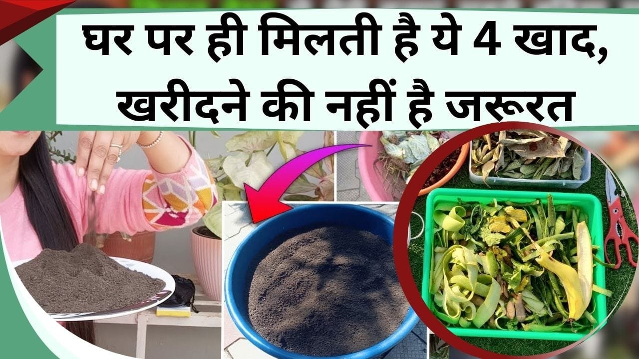 घर पर ही मिलती है ये 4 खाद, गार्डन के लिए खाद खरीदने की नहीं है जरूरत, जानिये इन खाद के बारें में