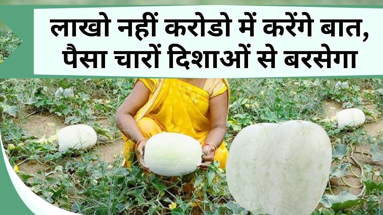 लाखो नहीं करोडो में करेंगे बात, ऐसे करें इस तगड़े डिमांड वाली फसल खेती, पैसा चारों दिशाओं से बरसेगा