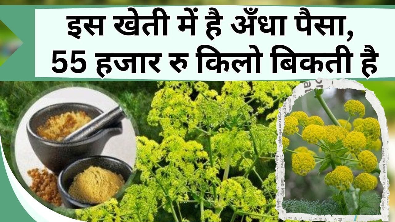 इस खेती में है अँधा पैसा, 55 हजार रु किलो बिकती है, हर घर में है मांग, बाहरी देशो से खरीद रही सरकार