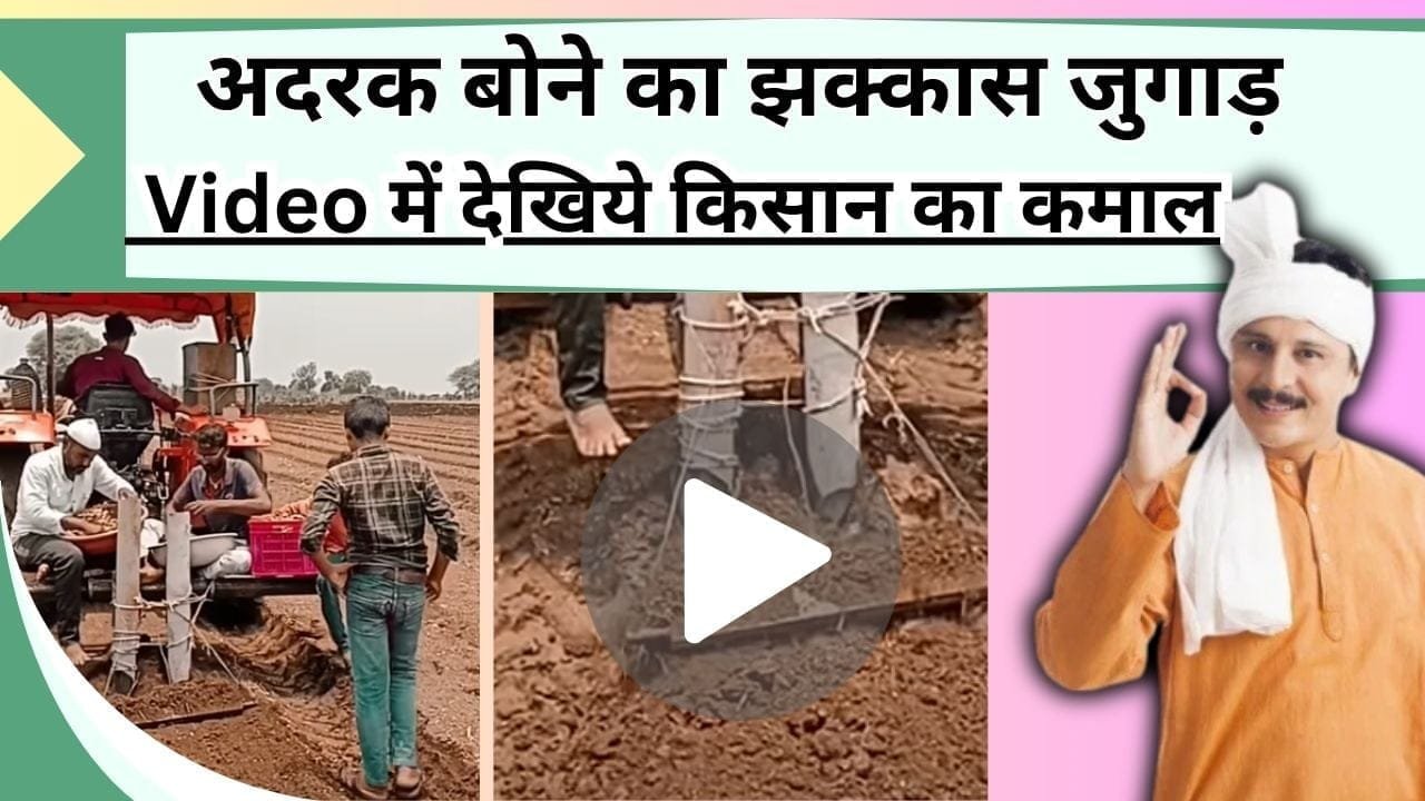 अदरक बोने का झक्कास जुगाड़, Video में देखिये किसान का कमाल, जल्दी-जल्दी हो रही अदरक की बुवाई