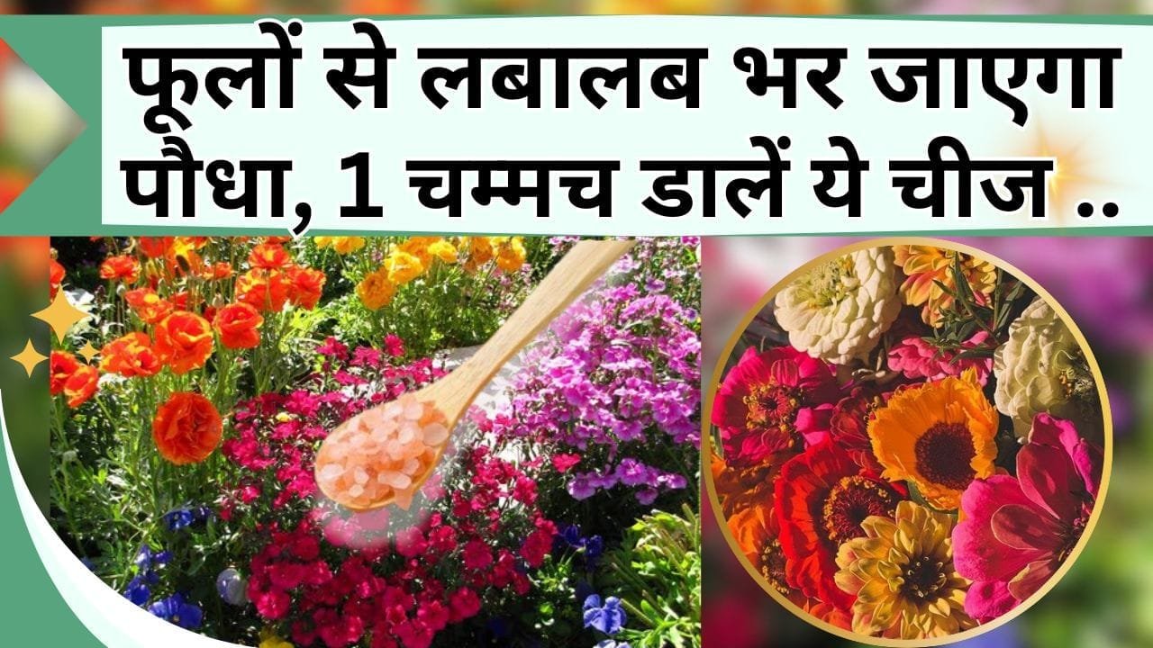 फूलों से लबालब भर जाएगा पौधा, किचन में रखी इस चीज को 1 चम्मच डालें, फूलों की बगिया से महक उठेगा घर