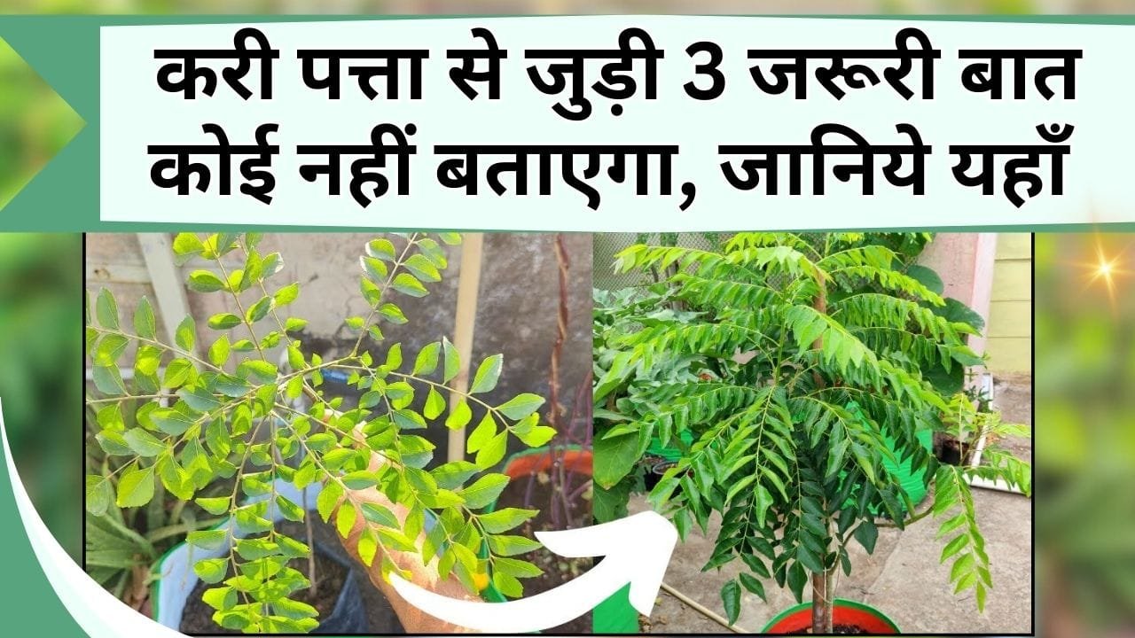 करी पत्ता से जुड़ी 3 जरूरी बात कोई नहीं बताएगा, जानिये पौधा हरा-भरा-घना कैसे करें और पत्ती तोड़ने का सही तरीका