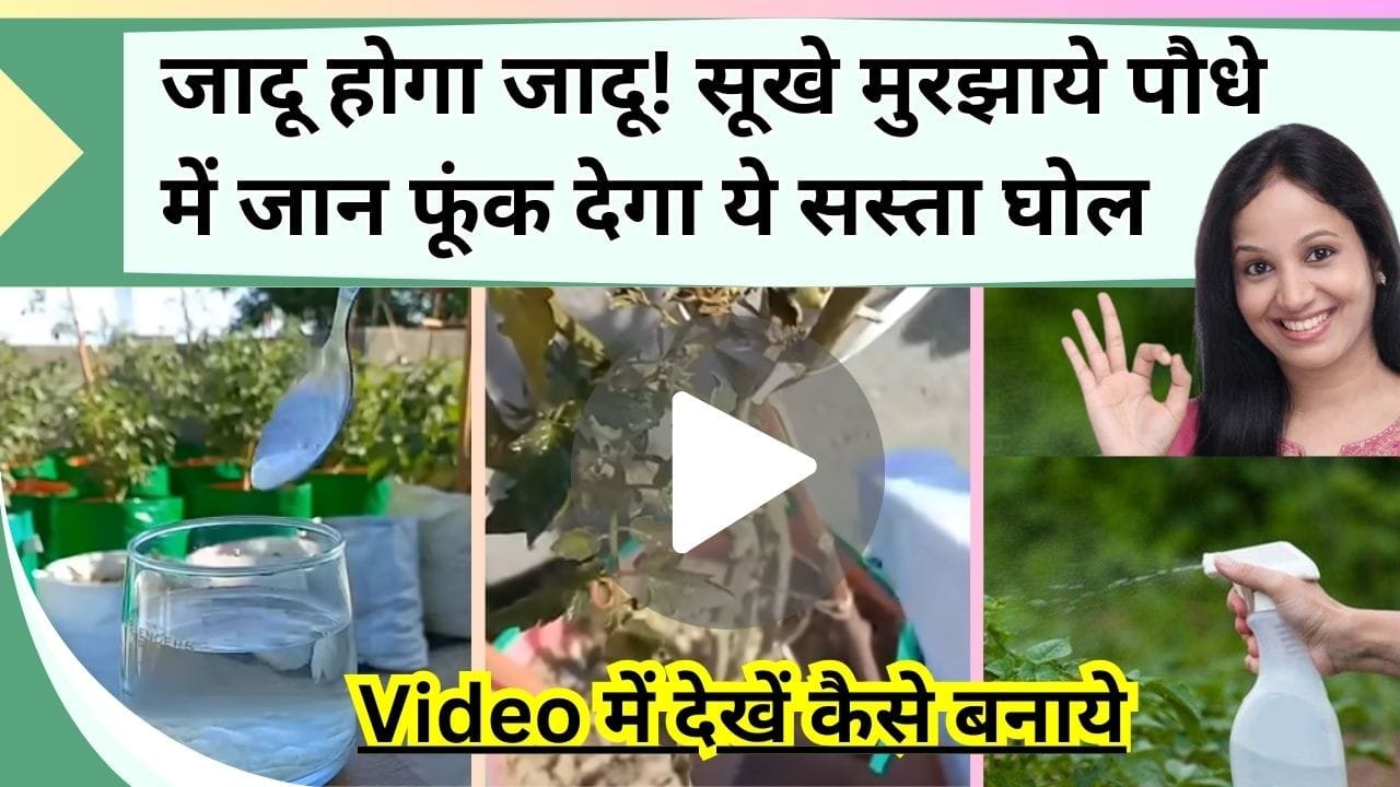 जादू होगा जादू! सूखे मुरझाये पौधे में जान फूंक देगा ये सस्ता घोल, किचन में रखी चीजों से बनेगा, Video में देखें कैसे