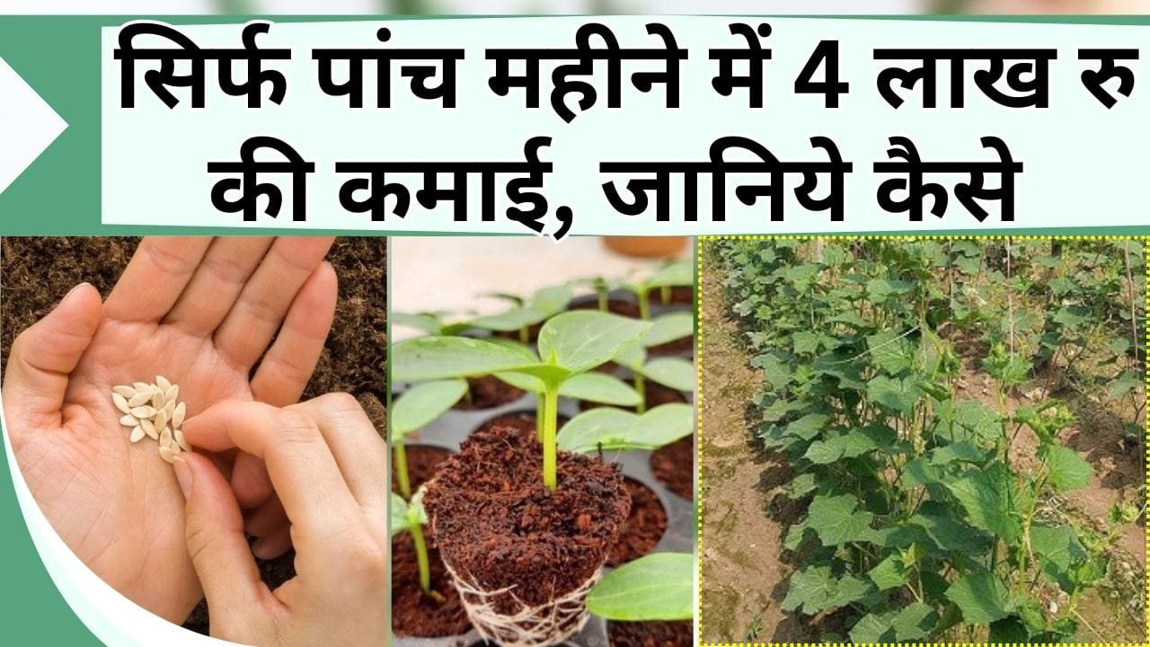 सिर्फ पांच महीने में 4 लाख रु की कमाई, ये फसल किसान को बना देती है अमीर, रोजाना होती है कमाई, जानिये कैसे