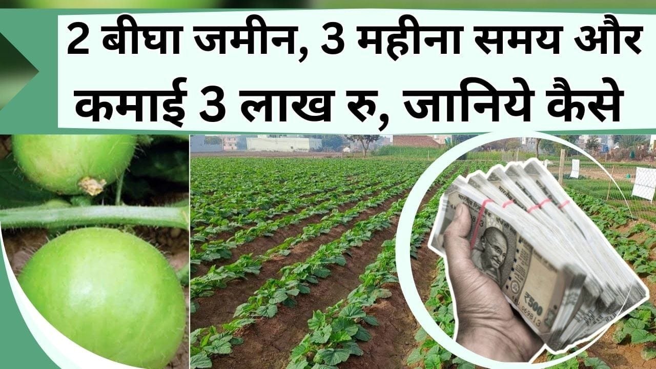 2 बीघा जमीन, 3 महीना समय और कमाई 3 लाख रु, जानिये किस फसल से किसान कर रहे छप्पड़फाड़ कमाई