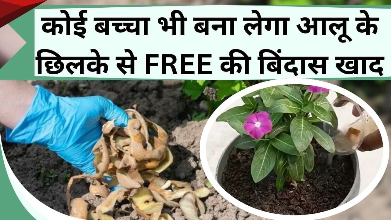 कोई बच्चा भी बना लेगा आलू के छिलके से FREE की बिंदास खाद, तो आप क्यों नहीं करते ट्राई, सिर्फ पानी में तो डालना है