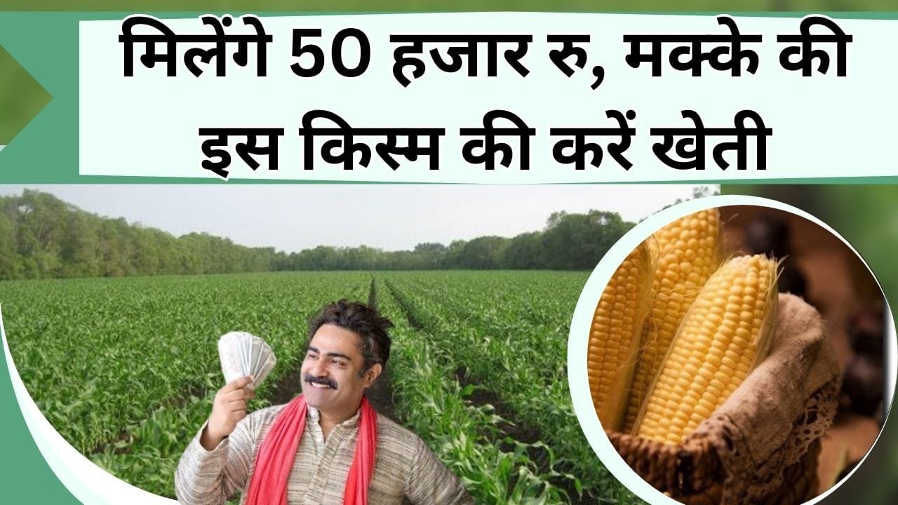 सरकार ने खोला खजाना! 50 हजार रु मक्के की इस किस्म की खेती के लिए, फ्री में बाजरा के बीज, साथ ही साथ कई तरह के फायदे