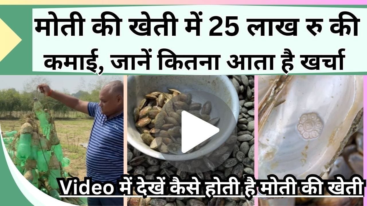 मोती की खेती में 25 लाख रु की कमाई, Video में देखें कैसे होती है मोती की खेती और कितना आता है खर्चा