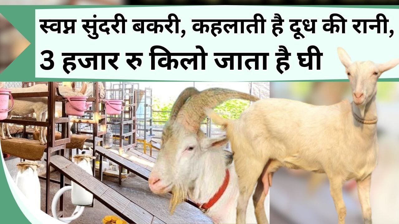 स्वप्न सुंदरी बकरी, कहलाती है दूध की रानी, 3 हजार रु किलो जाता है घी, दूध और मांस भी है कीमती