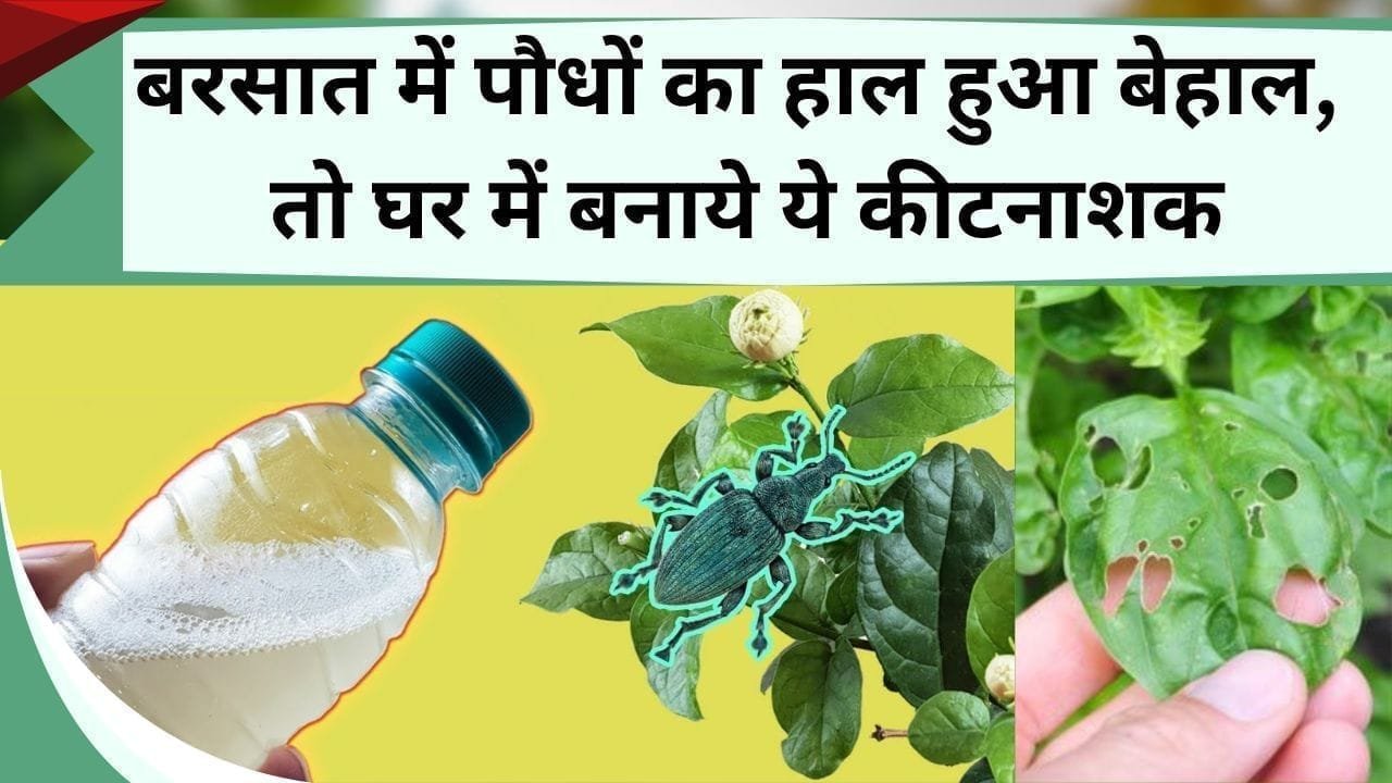बरसात में पौधों का हाल हुआ बेहाल, हरे कीड़ों ने किया परेशान तो घर में बनाये ये कीटनाशक, कीटो का काम तमाम