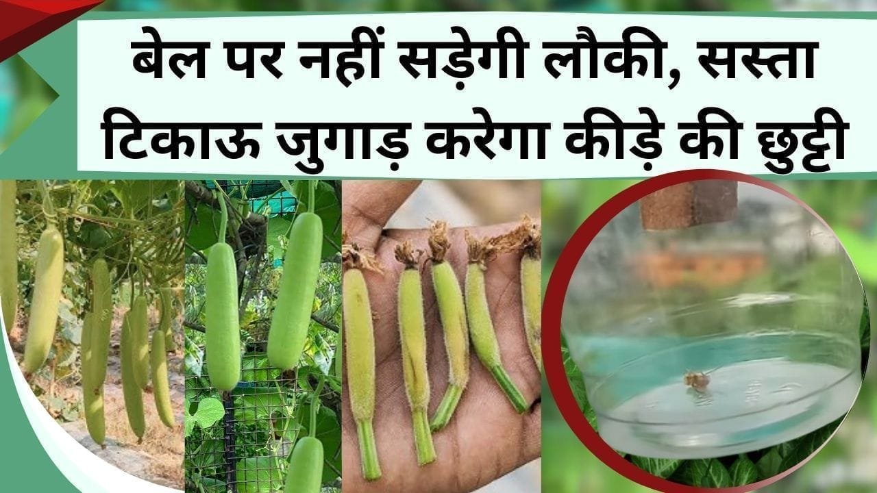 बेल पर नहीं सड़ेगी लौकी, सस्ता टिकाऊ जुगाड़ करेगा कीड़े की छुट्टी, बिना केमिकल बगीचे के कीटों का खात्मा