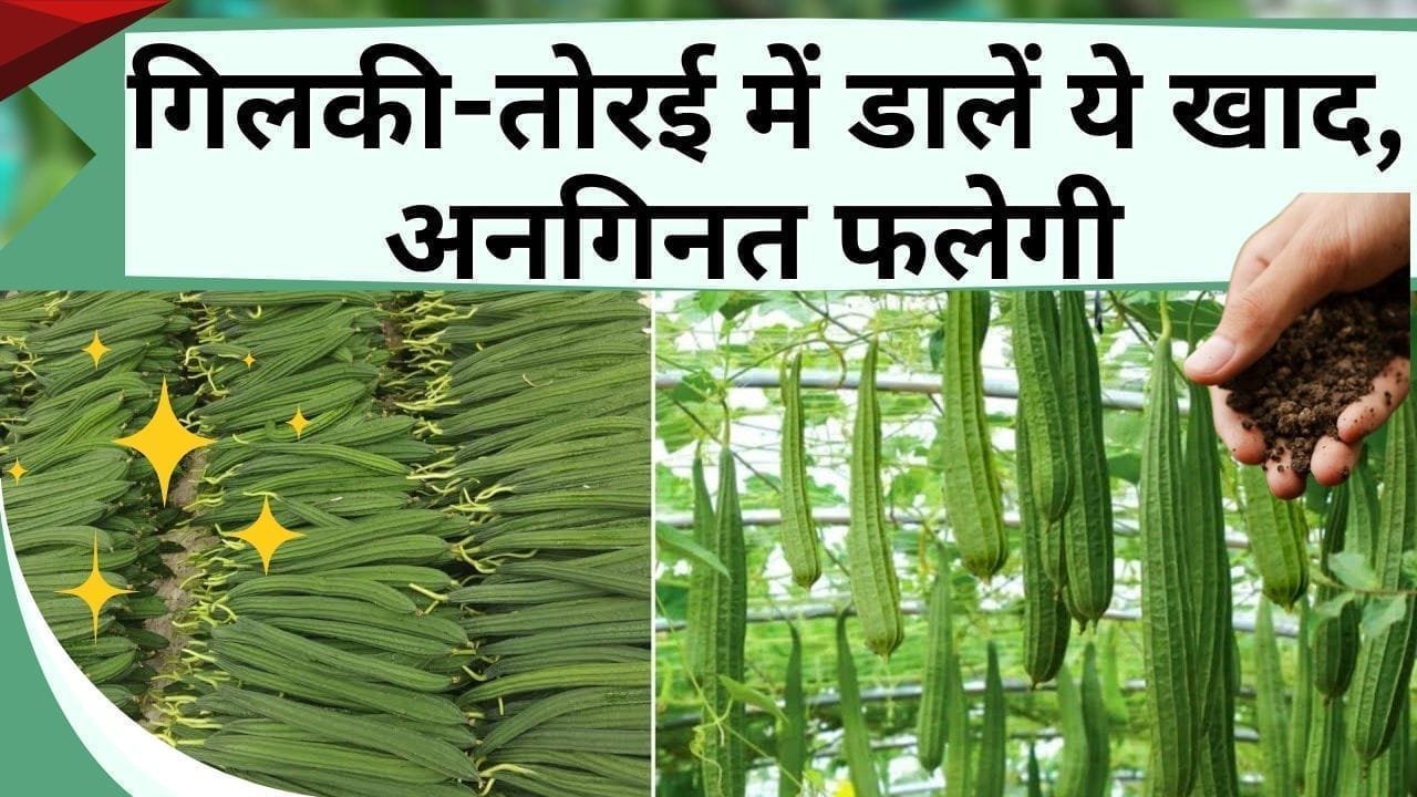 गिलकी-तोरई में डालें ये खाद, अनगिनत फलेगी बाजार में बेचना पड़ जायेगा, जानिये सब्जी के बेल में कौन-सी खाद डालें