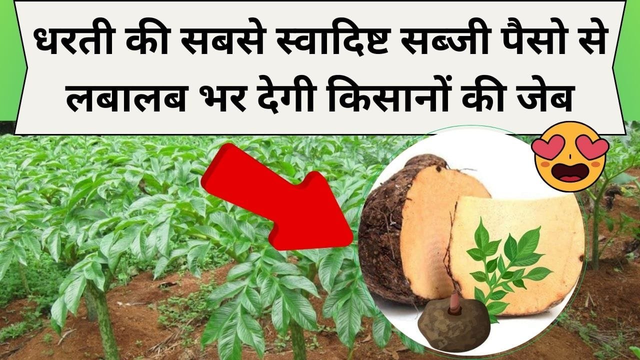 शाकाहारियों का मटन कहलाने वाली