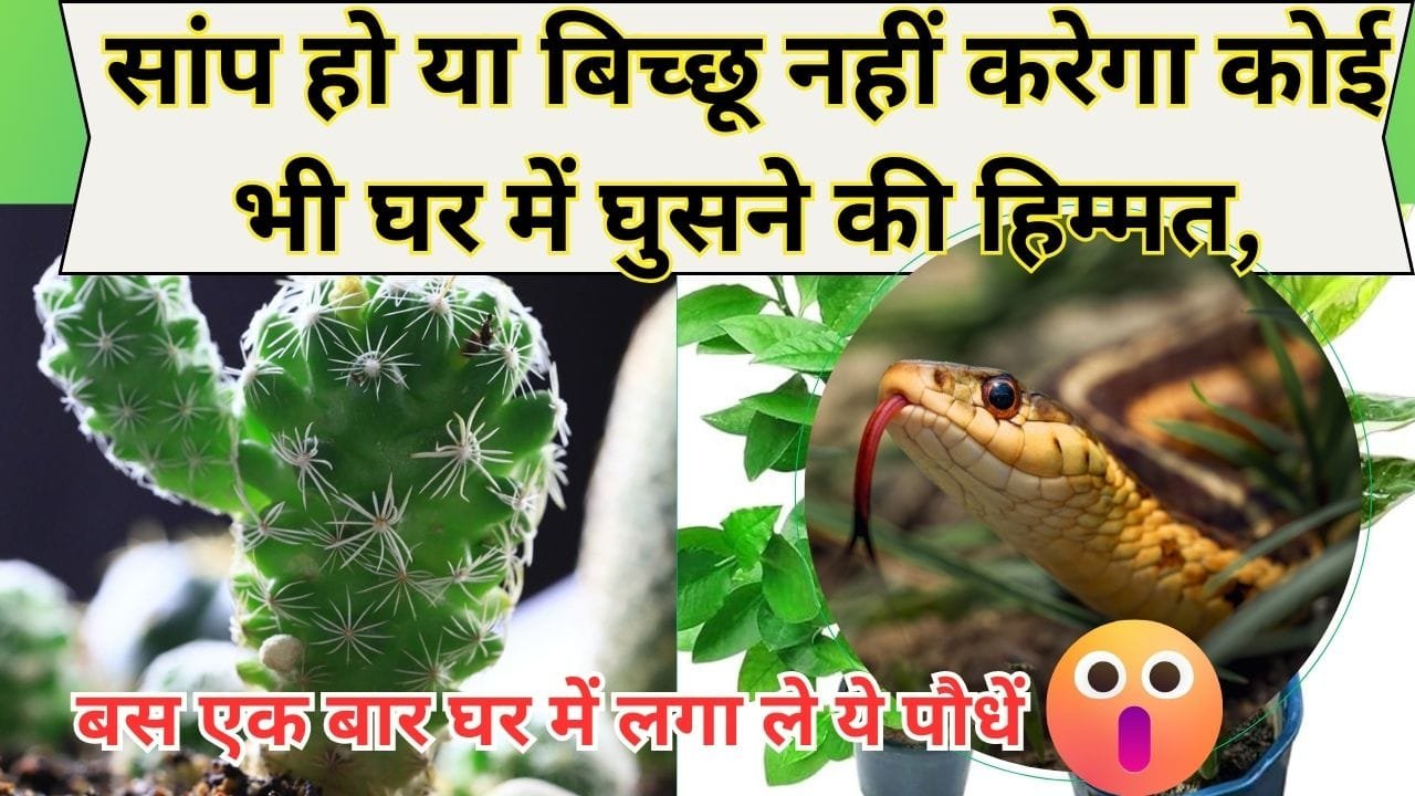 सांप हो या बिच्छू नहीं करेगा कोई भी घर में घुसने की हिम्मत,