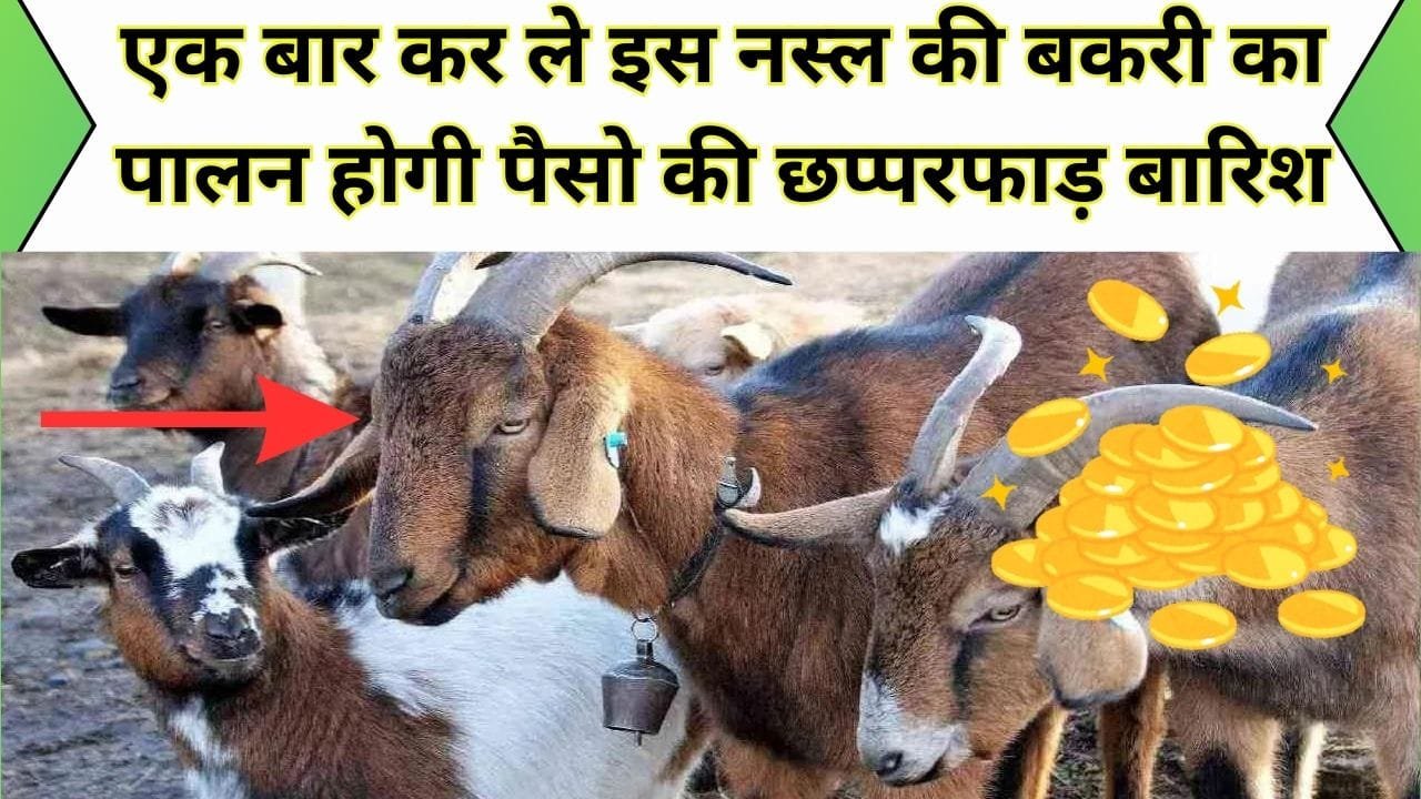 Goat Farming: एक बार कर ले इस नस्ल की बकरी का पालन, 1 हफ्ते में होने लग जाएगी पैसो की छप्परफाड़ बारिश...