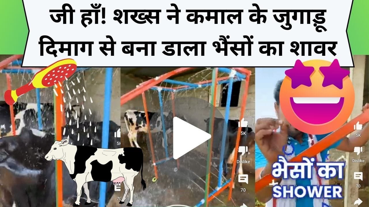 जी हाँ! शख्स ने कमाल के जुगाड़ू दिमाग से बना डाला भैंसों का शावर, अब पानी की बचत के साथ भैंस देगी ढेर सारा दूध...