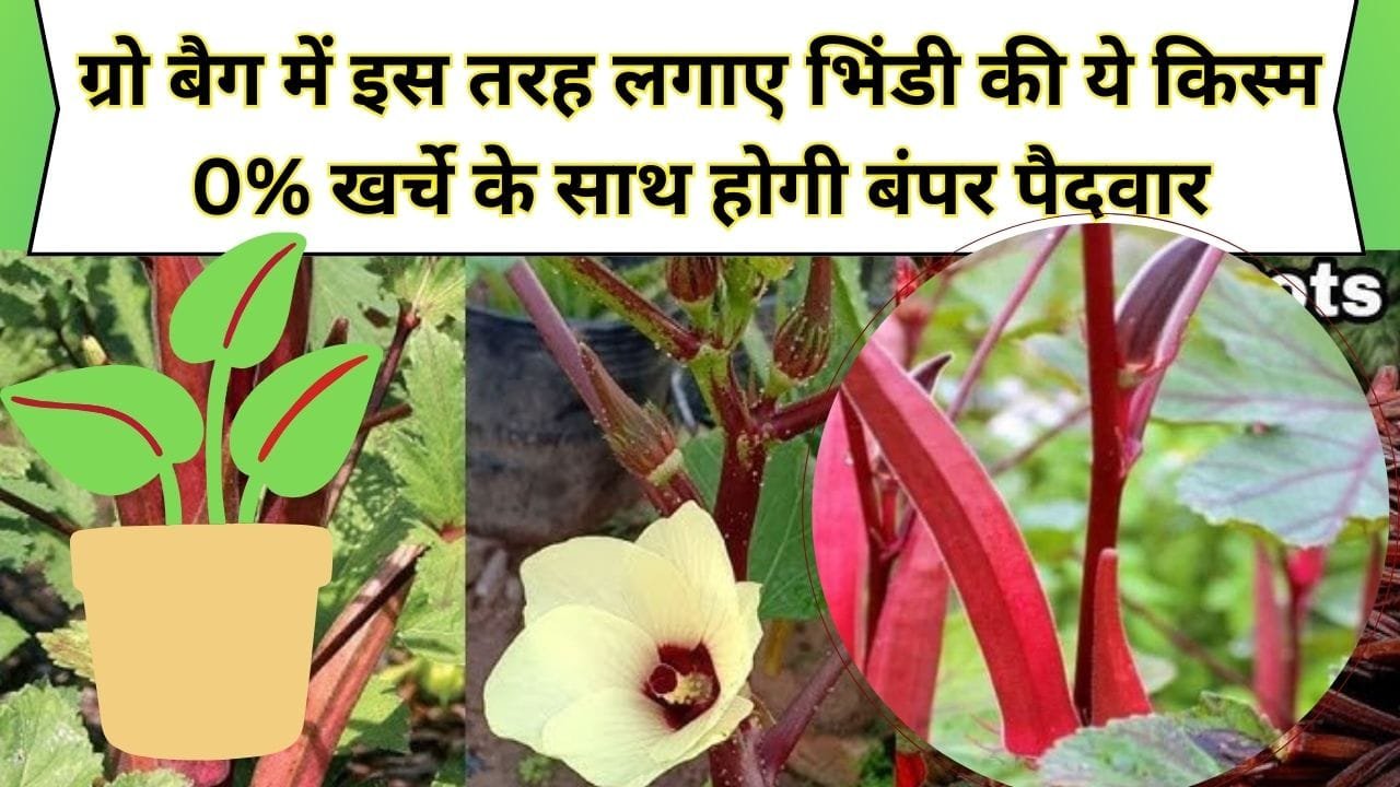 0% खर्चे के साथ होगी ऐसी पैदवार