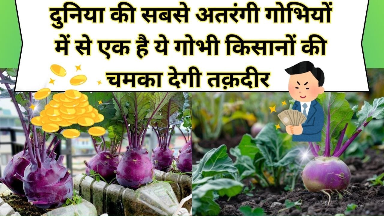 दुनिया की सबसे अतरंगी गोभियों में से एक है ये गोभी