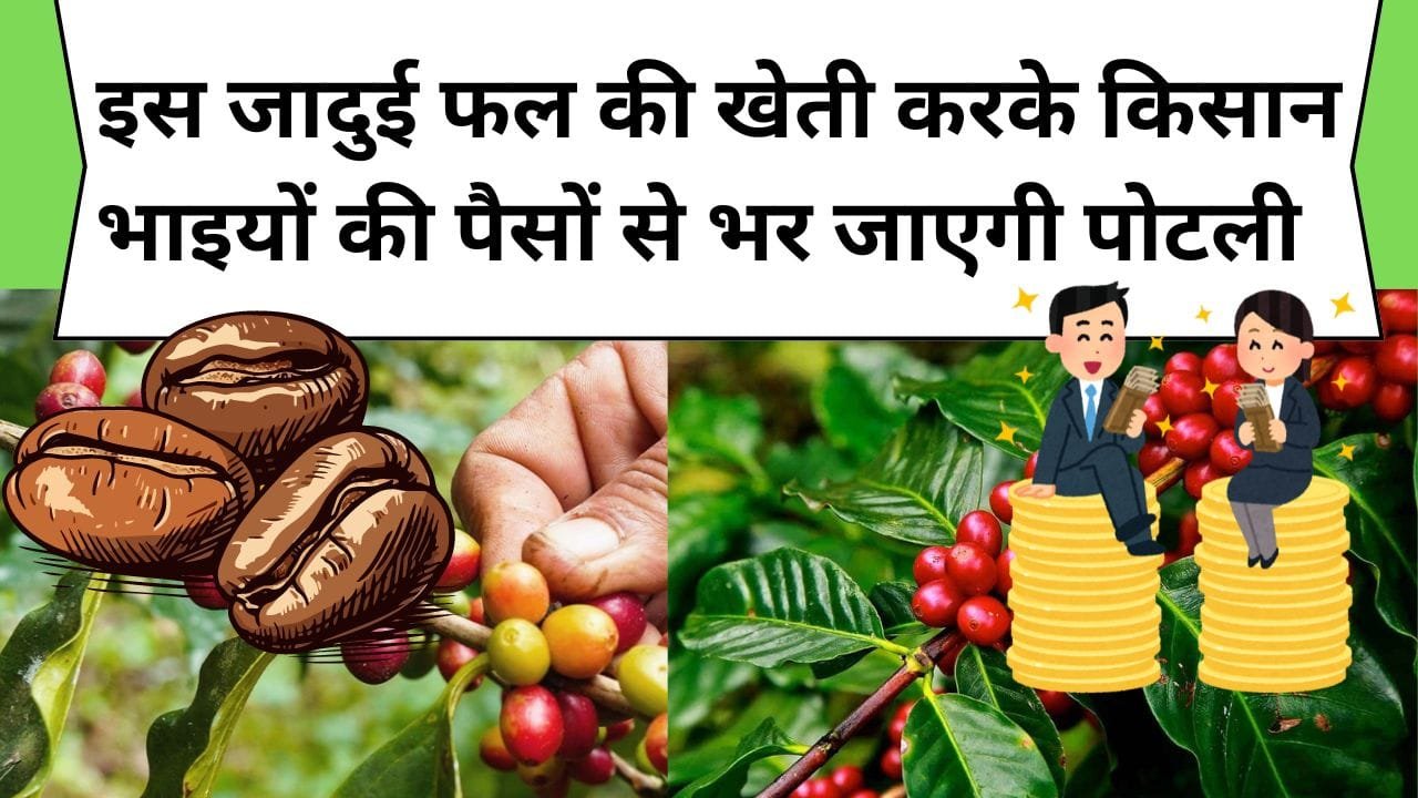 हार्ट अटैक हो या माइग्रेन हर बिमारी को छूमंतर कर देगा ये जादुई फल, एक बार कर ली खेती तो पैसो से लबालब भर जाएगी किसान भाइयों की पोटली