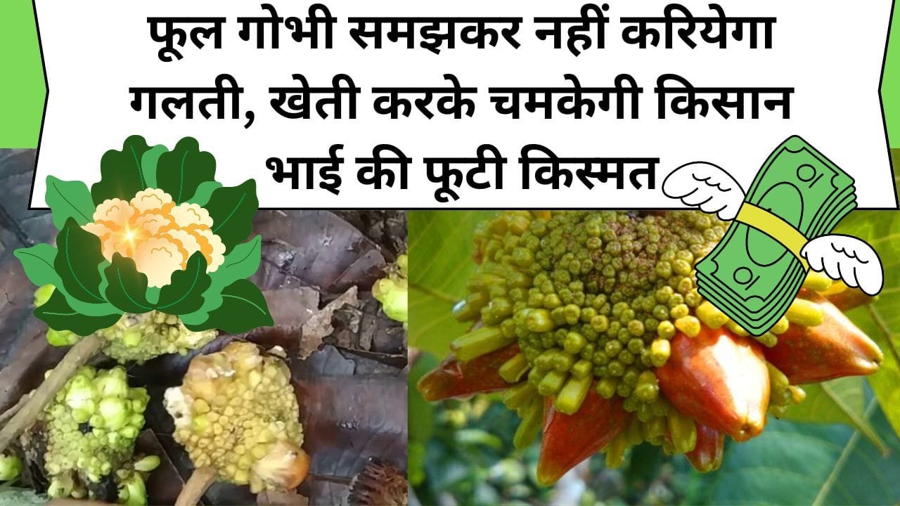 फूल गोभी समझकर नहीं करियेगा गलती, खासों में से खास इस फल की खेती करके चमकेगी किसान भाई की फूटी किस्मत, जानिये क्या है नाम...