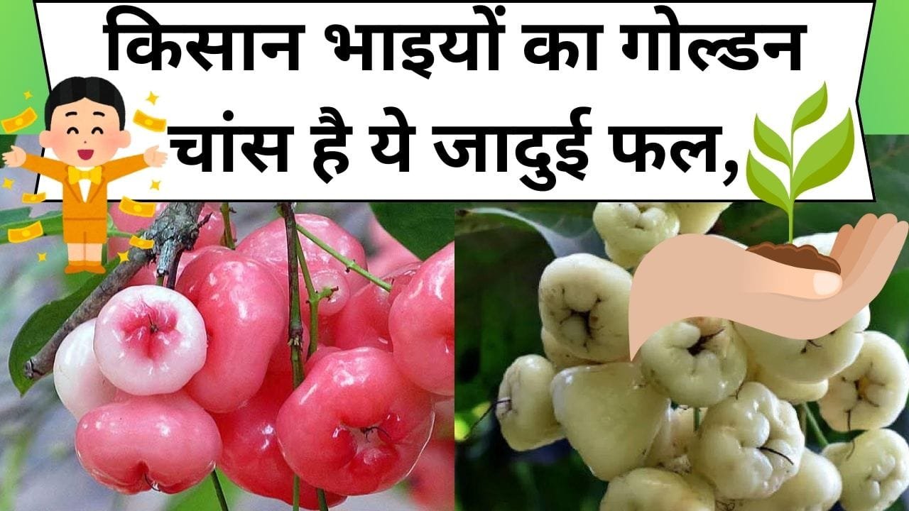 किसान भाइयों का गोल्डन चांस है ये जादुई फल