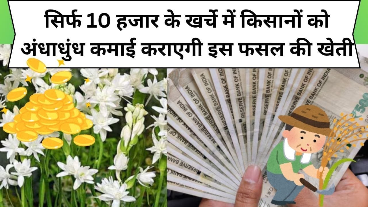 सिर्फ 10 हजार के खर्चे में किसानों को अंधाधुंध कमाई कराएगी इस फसल की खेती