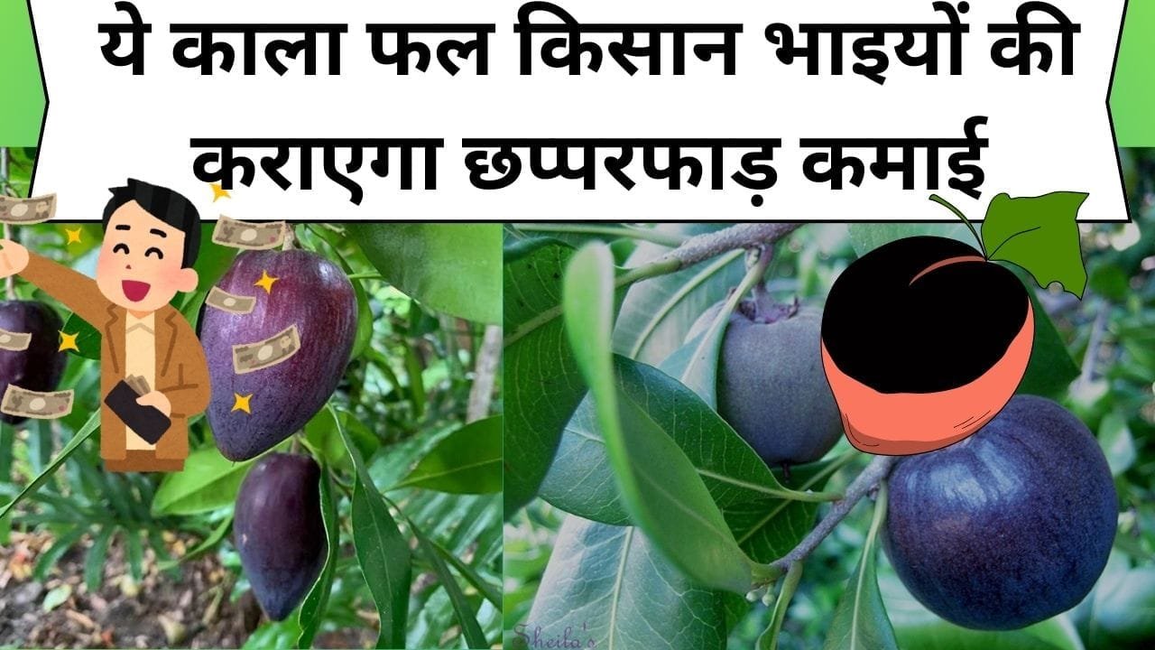 ये काला फल किसान भाइयों की कराएगा छप्परफाड़ कमाई